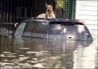 katrina_dogs_large.jpg