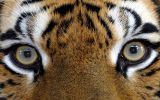 RYtigerX1680x1050.jpg